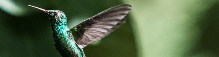 un colibri